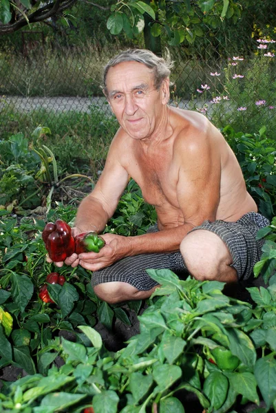 Homem mostra fruto da pimenta búlgara no remendo — Fotografia de Stock