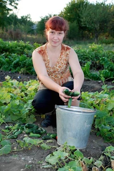 Ein Mädchen sammelt Gurken im Garten — Stockfoto