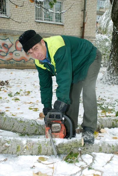 A man nags a tree with a chain saw — Stock Photo, Image