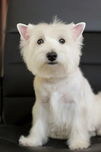 West Highland Fehér Terrier — Stock Fotó