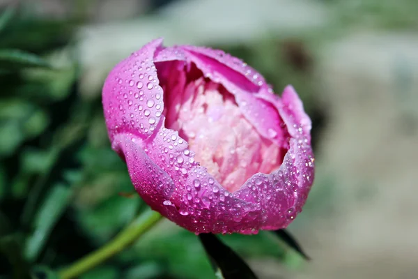 Peônia flor após a chuva — Fotografia de Stock
