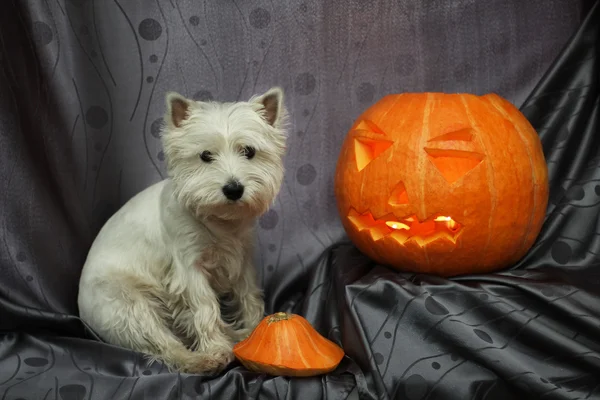 West Highland White Terrier with pumpkin — Stock Photo, Image