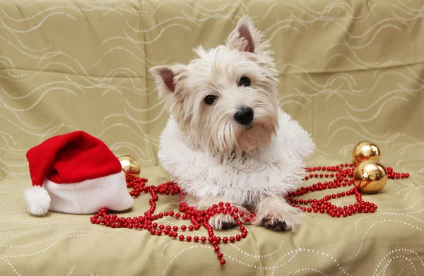 Ładny pies kartki świąteczne — Zdjęcie stockowe