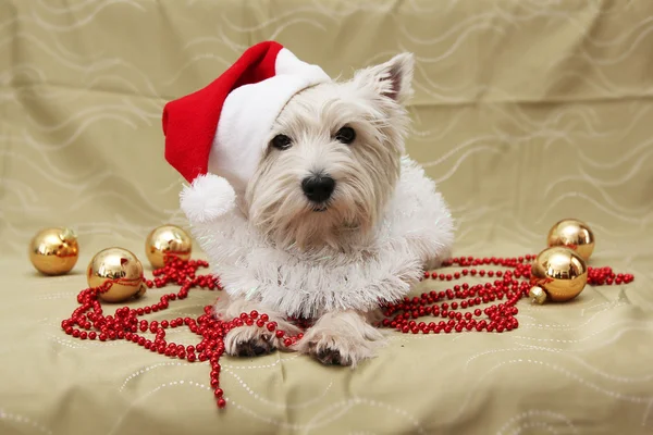 Ładny pies kartki świąteczne — Zdjęcie stockowe