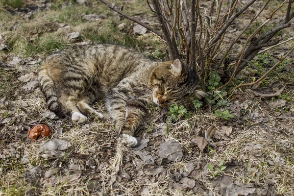 家猫睡在枯草丛中的醋栗丛中 — 图库照片