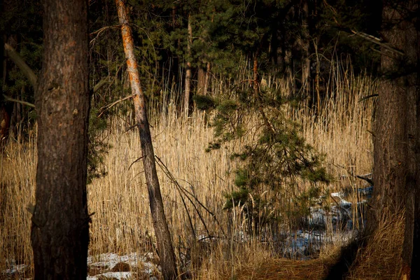 Winterlandschaft Trockenes Gras Und Schilf Kiefernstamm Und Zweige — Stockfoto