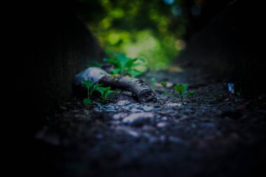 Yerden fışkıran bitkiler, sınırın her iki tarafındaki ahşap bir dala yakın plan bulanık bir zemine karşı