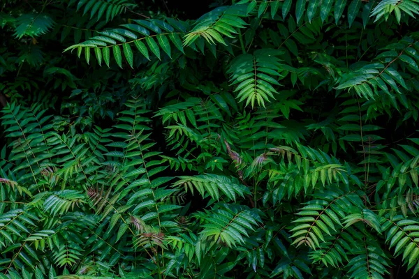 Dichtes Grün Von Farn Waldmauer Dunkles Foto — Stockfoto