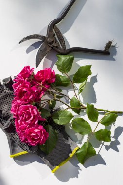 Beyaz arka planda Secateurs, eldivenler ve pembe güller, bahçıvan seti, izole edilmiş