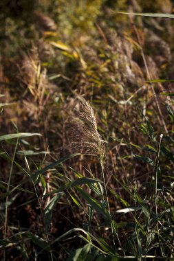 Güneşli bir günde yeşil kamış vahşi bitkilerin arka planında