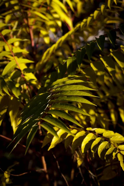 Amarillo Silvestre Planta Otoño Fondo Los Rayos Del Atardecer Primer — Foto de Stock