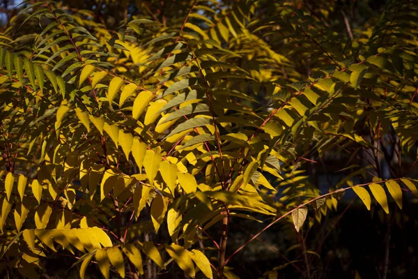 Yellowed Wild Plant Sunset Rays Close — Stock Photo, Image