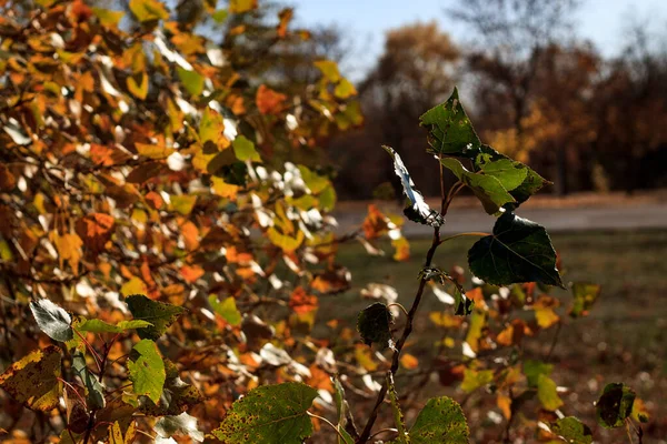 Pomarańczowe Żółte Zielone Liście Młodych Gałęziach Słoneczny Jesienny Dzień — Zdjęcie stockowe