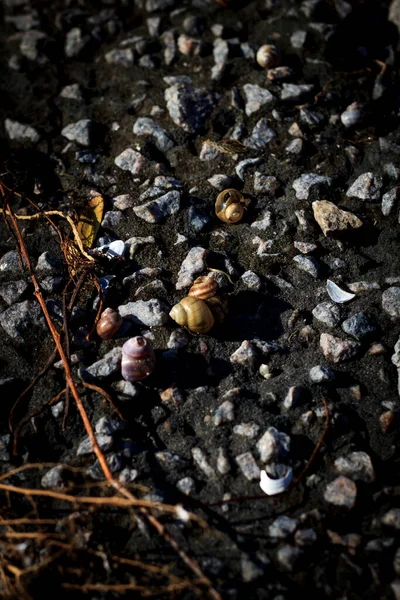 川の岸の小石や貝殻 晴れた日 ビーチ — ストック写真
