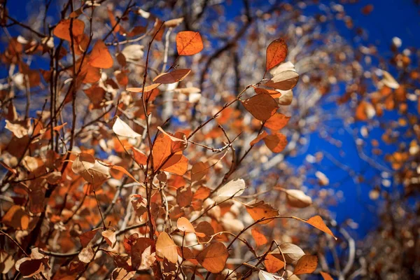 Yellow Leaves Tree Autumn Sunny Day — стоковое фото