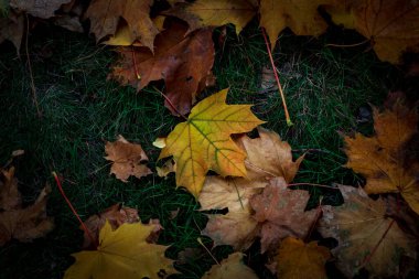 Akçaağaç yaprağını çok renkli süslemek. Sonbahar
