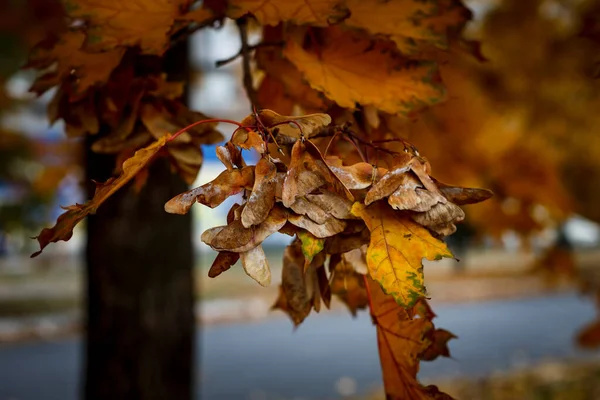 Brązowy Dipteran Produkt Drzewie Klonowym Jesienny Słoneczny Dzień — Zdjęcie stockowe