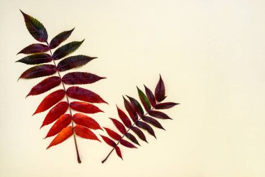 Bej arkaplanda sumac ağacının çok renkli yaprakları ve metin için kopyalama alanı. Sonbahar konsepti.