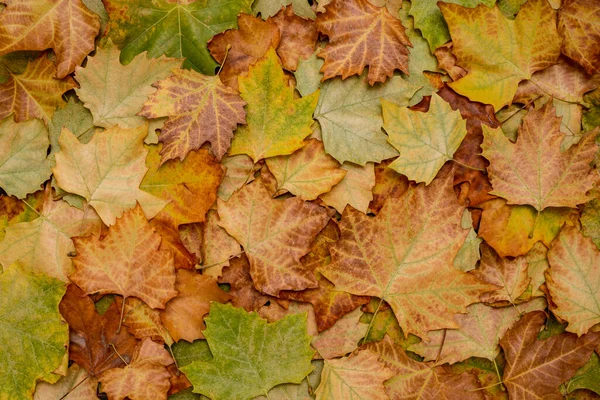 가을의 배경에는 단풍나무 잎들이 — 스톡 사진