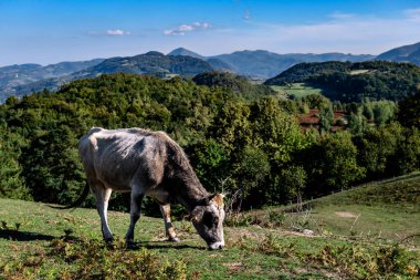 Mavi gökyüzü olan bir dağ çayırında inek. Yerli Balkan sığırları ve Busha Sırbistan 'ın Rozanj zirvesinde.