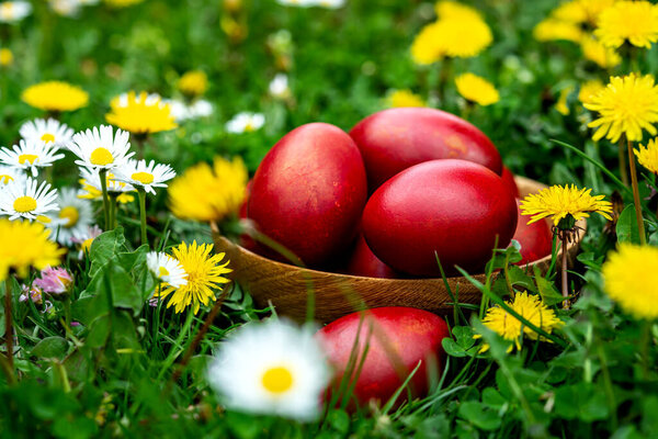 Wooden bowl with decorated red Easter eggs on green grass with bloomed dandelions and daisies. Easter concept.