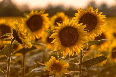 Yaz günü gün batımında açan ayçiçeği tarlası..