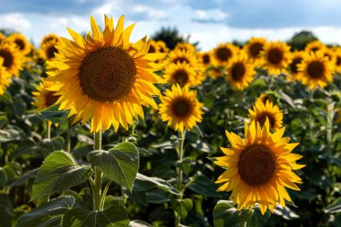 Güneşli bir yaz gününde mavi gökyüzünün arka planında çiçek açan bir tarla..