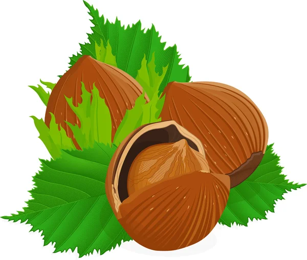 Hasselnötter med blad — Stock vektor