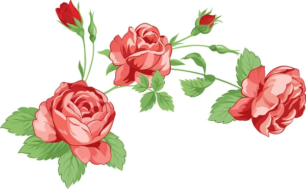 Roses avec feuilles — Image vectorielle