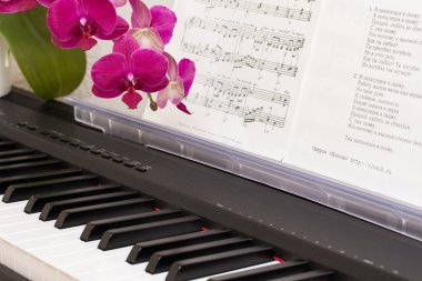 pembe orkide ve synthesizer
