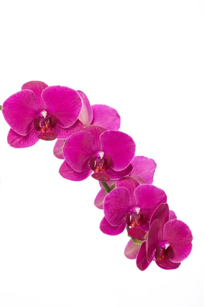 Roze orchid Stockfoto