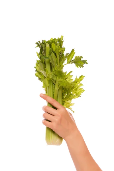 Celery bunch in a hand — Stock Photo, Image