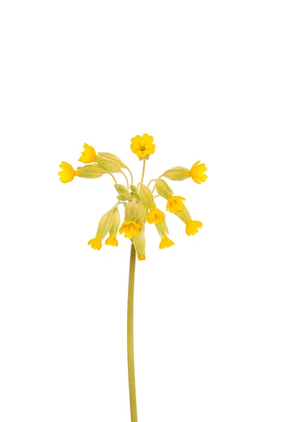 Flor de prímula amarela — Fotografia de Stock