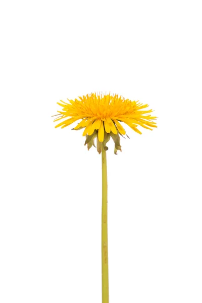 Amarelo flor de dente de leão — Fotografia de Stock