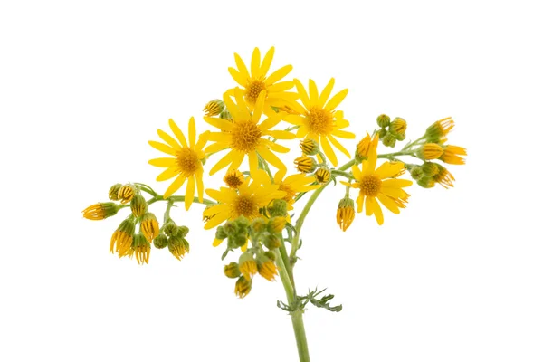 Gelbe Wildblumen — Stockfoto