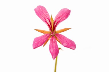 pembe Sardunya çiçeği