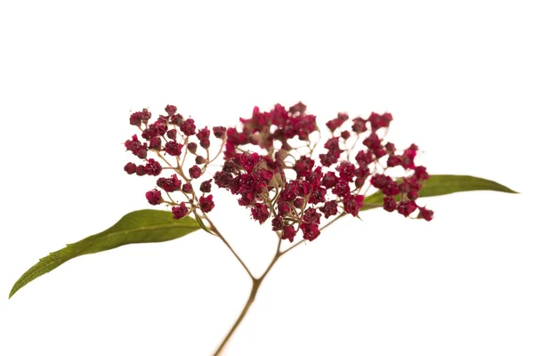 Rote Wildblumen — Stockfoto