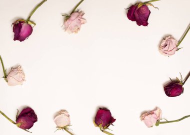 Beyaz arka planda on kuru, pembe ve kırmızı gülün şefkat görüntüsü. Çiçeklerin solgun güzelliği. Bir güzellik ürününün sunumu.