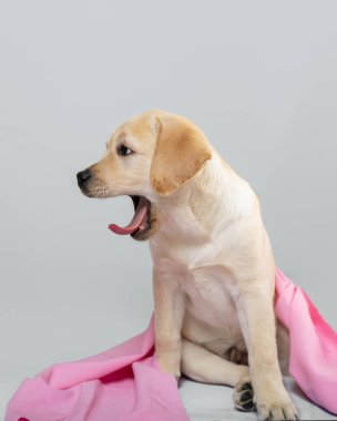 Pembe elbiseli genç labrador köpeği gri arka planda oturur ve esner. Tatlı köpek uyumak istiyor.. 