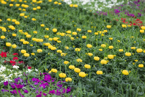 Baharda Veya Yaz Mevsiminde Sarı Pembe Çiçekli Güzel Yeşil Çayır Stok Fotoğraf