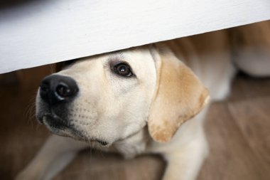 Mutfakta dilenci köpek masanın altından dışarı bakar, yemek ister.
