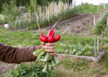 Yeşil tarım alanının yakınında taze organik turp tutan bir kadının kısmi görüntüsü. Sonbahar hasadı kavramı