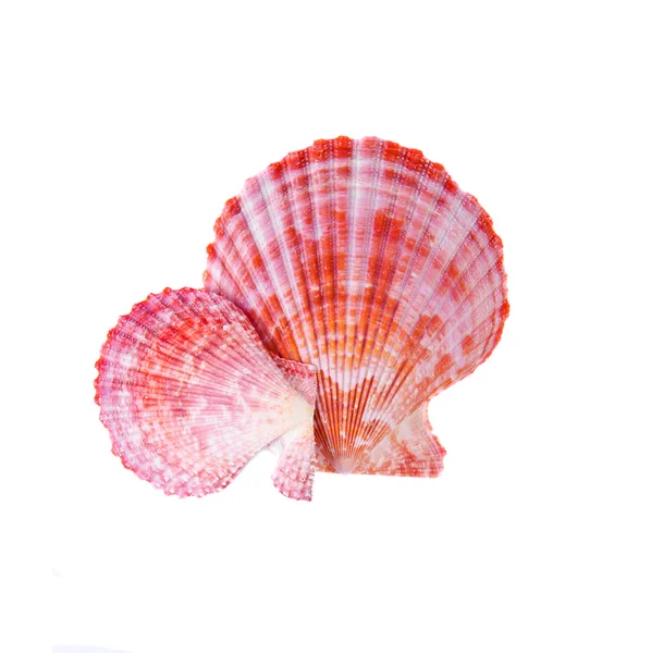 Two seashells on a white background — Stock Photo, Image