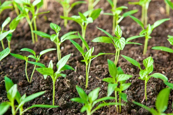 Junge grüne Sprossen — Stockfoto