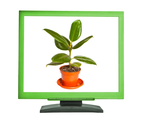 Ficus em um pote na tela do monitor — Fotografia de Stock