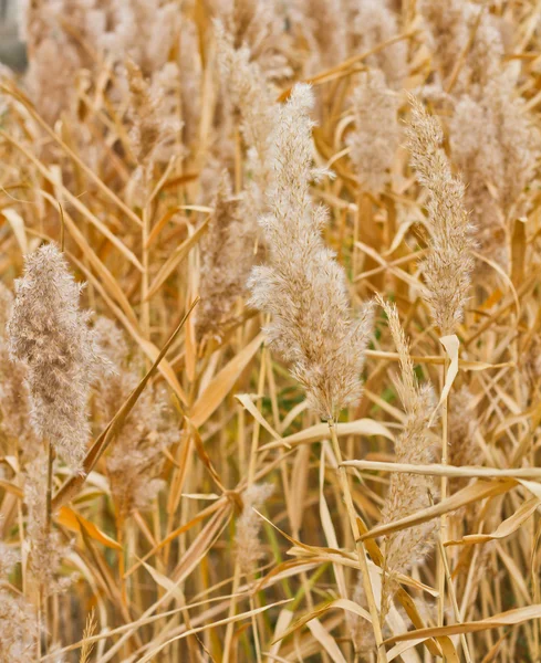 Torra gula reed — Stockfoto