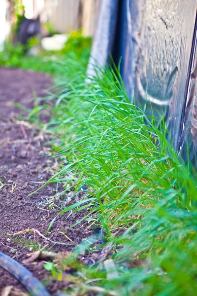 Green grass against the wall — Stock Photo, Image