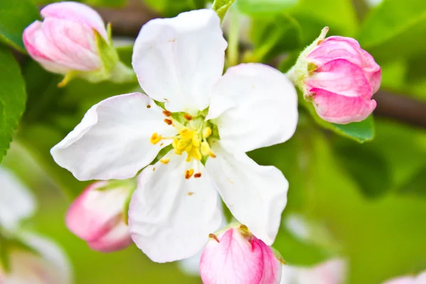 Blossoming apricot — Stock Photo, Image