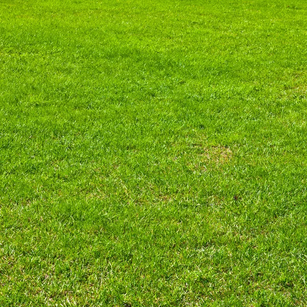 Grass background — Stock Photo, Image