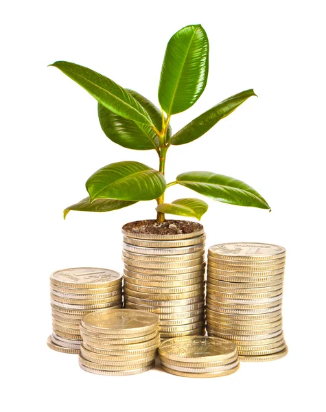 Money growth — Stock Photo, Image